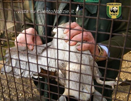 wwf cstampa 24042012 01