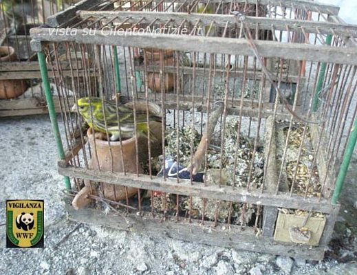 wwf operazione 21082012 01