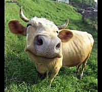 zootecnia vacca paestum capaccio